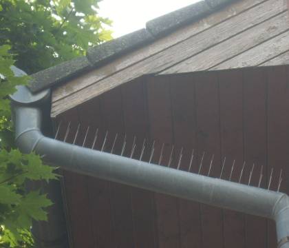 Galambok elleni védőtüske