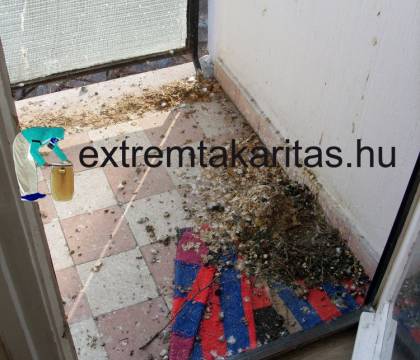 Galambguánó takarítása