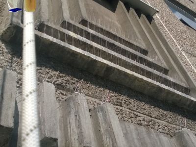 Amit a galambriasztásról tudni kell